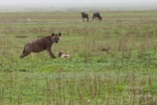Hyena, Ngorongoro